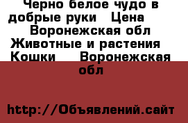 Черно-белое чудо в добрые руки › Цена ­ 10 - Воронежская обл. Животные и растения » Кошки   . Воронежская обл.